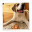 Dog lying on a cozy rug with the Doggijuana gingerbread toy, looking happy and relaxed.