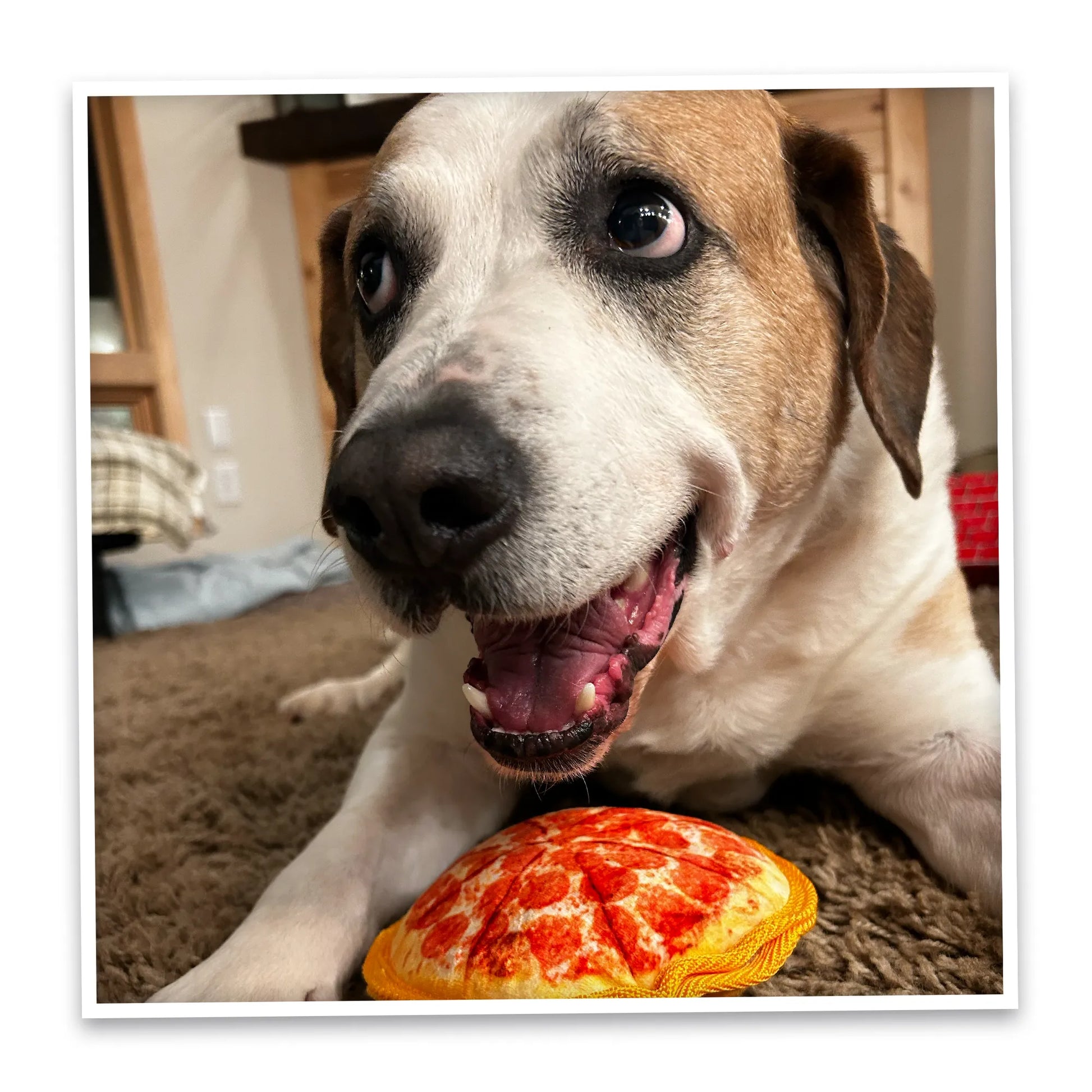 Happy dog playing with the Doggijuana Pepperoni Pizza toy. Designed for interactive, calming play with Juananip included.