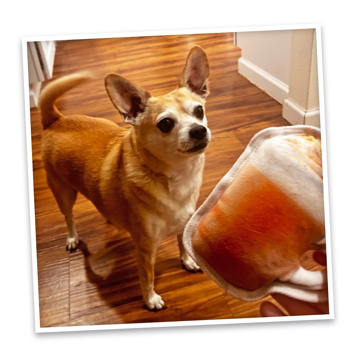 A small dog eagerly looks at the Pumpkin Spice Latte toy being held out, ready for playtime.