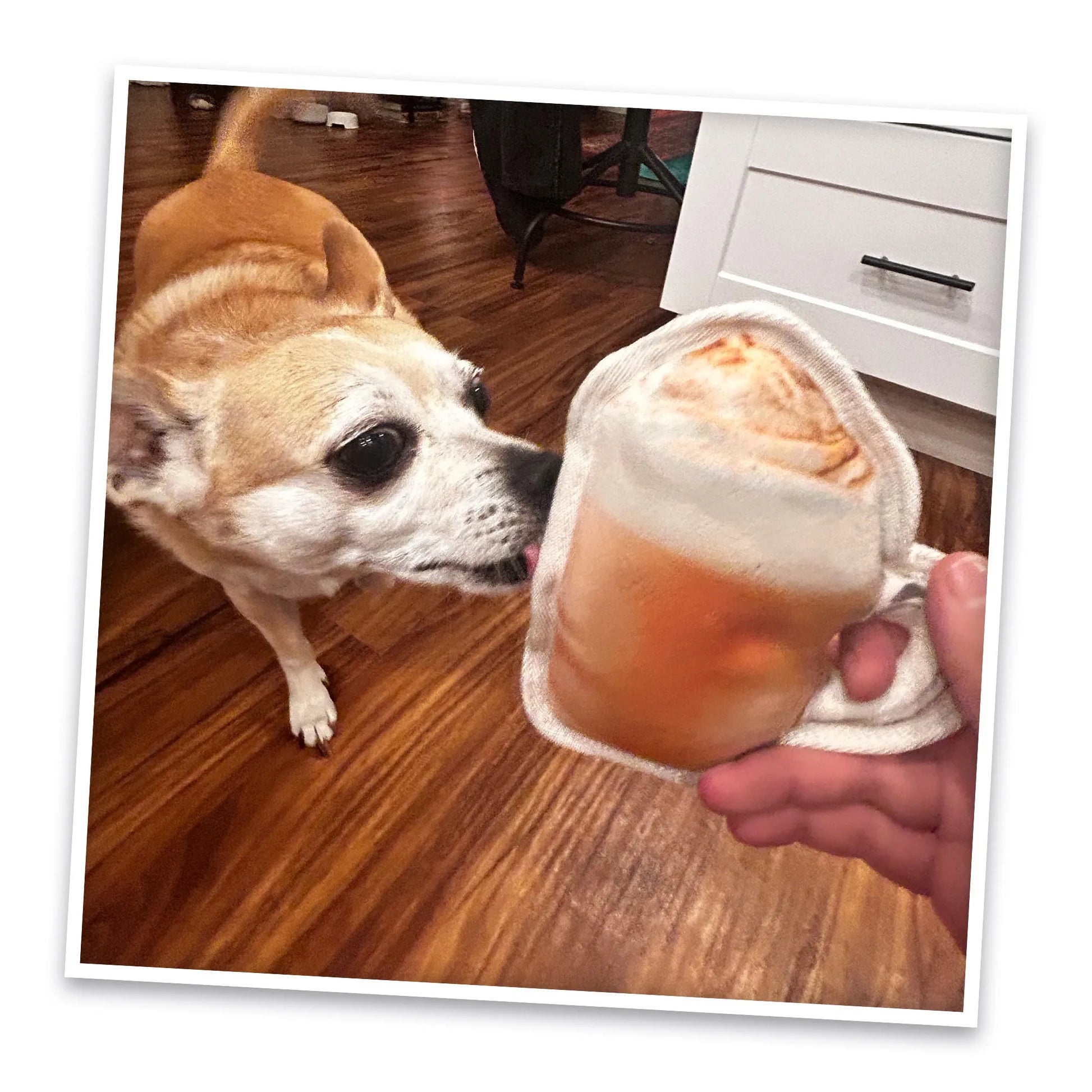 A small dog eagerly licking the Pumpkin Spice Latte toy being held out, ready for playtime.