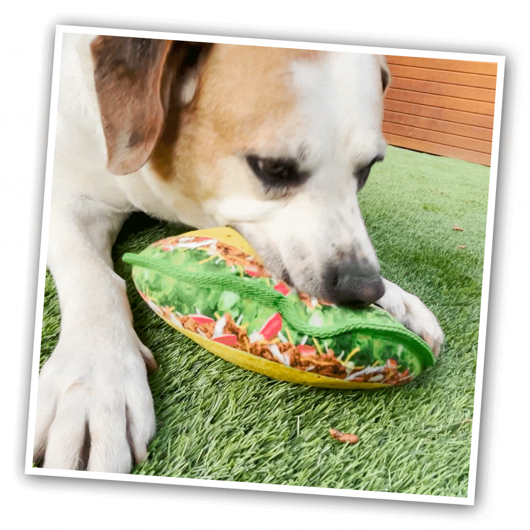 Animated image of a dog chewing on the taco-shaped chew toy, showing it enjoying the squeaky and tough material during playtime.