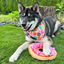 Tuffer Chewer Refillable Donut Toy